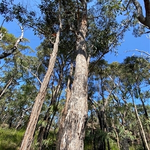 Eucalyptus umbra at Brooklyn, NSW - 14 Sep 2024 10:30 AM
