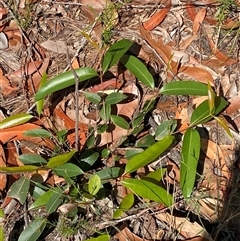 Eucalyptus umbra at Brooklyn, NSW - 14 Sep 2024 10:30 AM