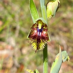 Calochilus campestris at Brooklyn, NSW - suppressed