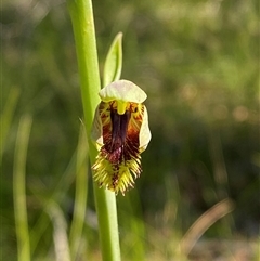 Calochilus campestris at Brooklyn, NSW - suppressed