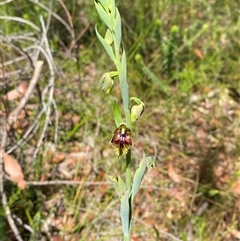 Calochilus campestris at Brooklyn, NSW - suppressed