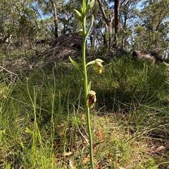 Calochilus campestris at Brooklyn, NSW - suppressed