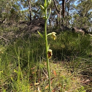 Calochilus campestris at Brooklyn, NSW - suppressed