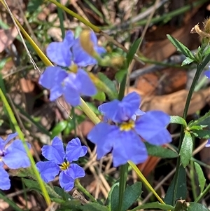 Dampiera stricta at Brooklyn, NSW - 14 Sep 2024 10:26 AM