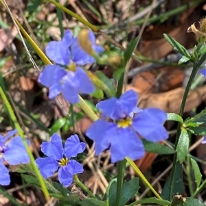 Dampiera stricta at Brooklyn, NSW - 14 Sep 2024 by Tapirlord