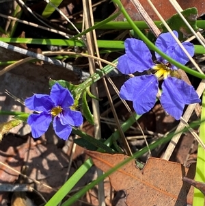 Dampiera stricta at Brooklyn, NSW - 14 Sep 2024 10:26 AM