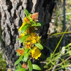 Hibbertia bracteata (Blue Moutains Guinea Flower) at Brooklyn, NSW - 14 Sep 2024 by Tapirlord