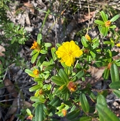 Hibbertia bracteata at Brooklyn, NSW - 14 Sep 2024 10:24 AM