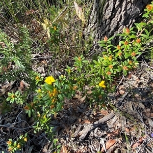 Hibbertia bracteata at Brooklyn, NSW - 14 Sep 2024 10:24 AM