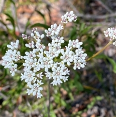 Conospermum longifolium subsp. longifolium at Brooklyn, NSW - 14 Sep 2024 by Tapirlord