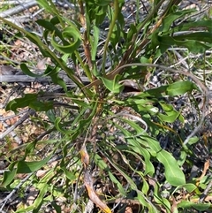 Conospermum longifolium subsp. longifolium at Brooklyn, NSW - 14 Sep 2024 10:23 AM