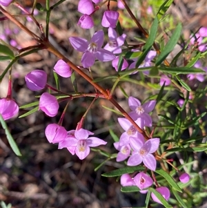 Boronia pinnata at Brooklyn, NSW - 14 Sep 2024 by Tapirlord