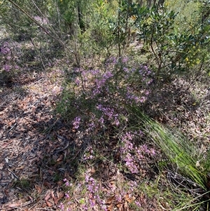 Boronia pinnata at Brooklyn, NSW - suppressed