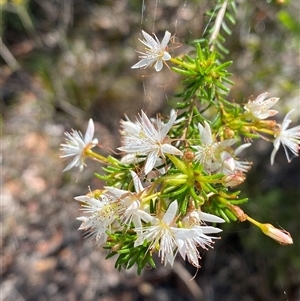 Calytrix tetragona (Common Fringe-myrtle) at Brooklyn, NSW - 14 Sep 2024 by Tapirlord