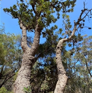 Banksia serrata (Saw Banksia) at Brooklyn, NSW - 14 Sep 2024 by Tapirlord