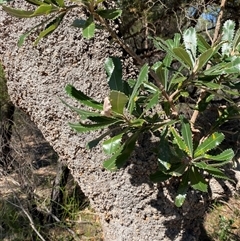 Banksia serrata at Brooklyn, NSW - 14 Sep 2024 10:22 AM
