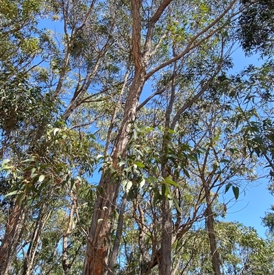 Eucalyptus umbra at Brooklyn, NSW - 14 Sep 2024 by Tapirlord