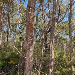 Eucalyptus umbra at Brooklyn, NSW - 14 Sep 2024 10:20 AM