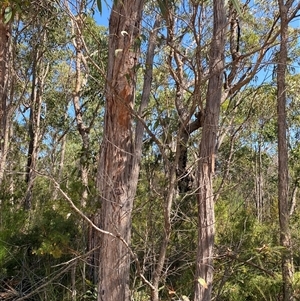 Eucalyptus umbra at Brooklyn, NSW - 14 Sep 2024 10:20 AM
