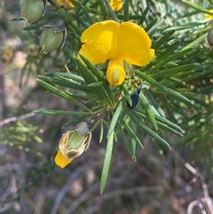 Gompholobium grandiflorum (Large Wedge-pea) at Brooklyn, NSW - 14 Sep 2024 by Tapirlord