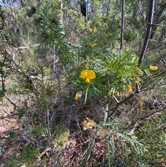 Gompholobium grandiflorum at Brooklyn, NSW - 14 Sep 2024 10:19 AM