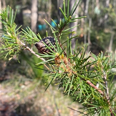 Hakea sericea (Needlebush) at Brooklyn, NSW - 14 Sep 2024 by Tapirlord