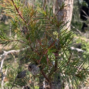Hakea sericea at Brooklyn, NSW - 14 Sep 2024 10:19 AM