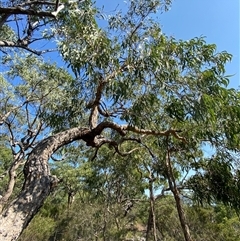 Corymbia eximia (Yellow Bloodwood) at Brooklyn, NSW - 14 Sep 2024 by Tapirlord