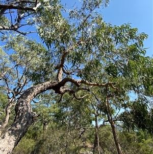 Angophora floribunda at Brooklyn, NSW - 14 Sep 2024 by Tapirlord