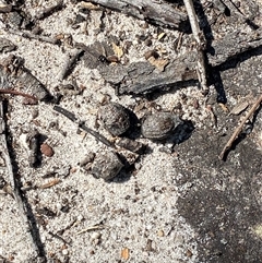 Corymbia eximia at Brooklyn, NSW - 14 Sep 2024 10:17 AM