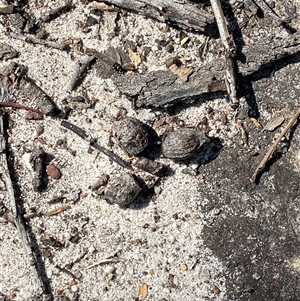 Corymbia eximia at Brooklyn, NSW - 14 Sep 2024 10:17 AM