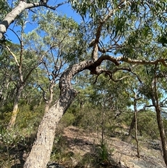 Corymbia eximia at Brooklyn, NSW - 14 Sep 2024 10:17 AM