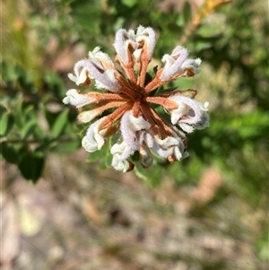 Grevillea buxifolia subsp. buxifolia at Brooklyn, NSW - 14 Sep 2024 by Tapirlord