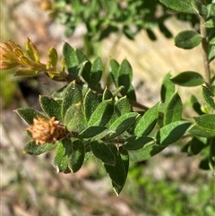Grevillea buxifolia subsp. buxifolia at Brooklyn, NSW - 14 Sep 2024 10:17 AM