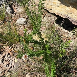 Grevillea buxifolia subsp. buxifolia at Brooklyn, NSW - 14 Sep 2024 10:17 AM