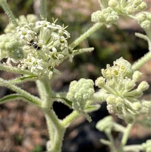 Astrotricha sp. at Brooklyn, NSW - 14 Sep 2024 by Tapirlord