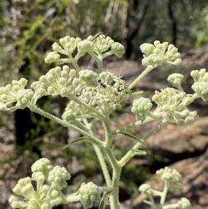 Astrotricha floccosa at Brooklyn, NSW - 14 Sep 2024 10:16 AM