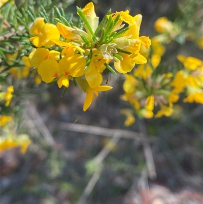 Dillwynia floribunda (Flowery Parrot-pea, Showy Parrot-pea) at Brooklyn, NSW - 14 Sep 2024 by Tapirlord