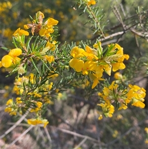 Dillwynia floribunda at Brooklyn, NSW - 14 Sep 2024 10:14 AM