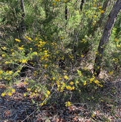 Dillwynia floribunda at Brooklyn, NSW - 14 Sep 2024 10:14 AM