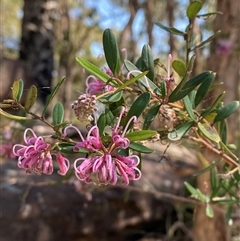 Grevillea sericea (Pink Spider-Flower) at Brooklyn, NSW - 14 Sep 2024 by Tapirlord