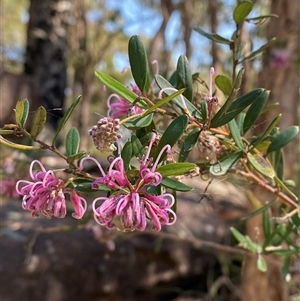 Grevillea sericea at Brooklyn, NSW - 14 Sep 2024 by Tapirlord