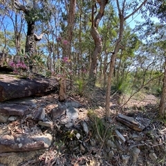 Grevillea sericea at Brooklyn, NSW - 14 Sep 2024 10:13 AM