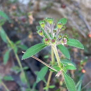 Pomax umbellata at Brooklyn, NSW - 14 Sep 2024 10:12 AM