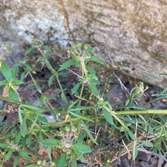 Pomax umbellata at Brooklyn, NSW - 14 Sep 2024 10:12 AM