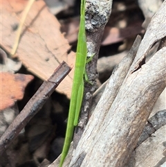 Psednura musgravei (Musgraves Psednura) at Monga, NSW - 6 Mar 2025 by clarehoneydove