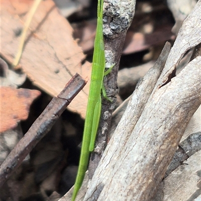 Psednura musgravei (Musgraves Psednura) at Monga, NSW - 6 Mar 2025 by clarehoneydove