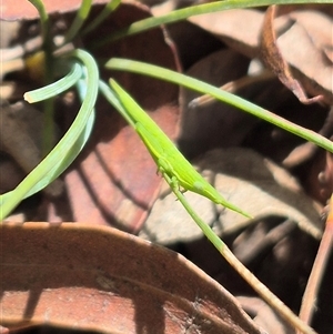 Psednura musgravei at Monga, NSW - Yesterday 10:49 AM