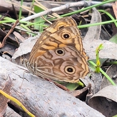 Geitoneura acantha (Ringed Xenica) at Monga, NSW - 6 Mar 2025 by clarehoneydove