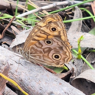 Geitoneura acantha (Ringed Xenica) at Monga, NSW - 6 Mar 2025 by clarehoneydove